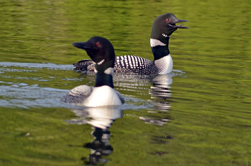 Alert loons in search of an intruder. © Lorna Kane-Rohloff