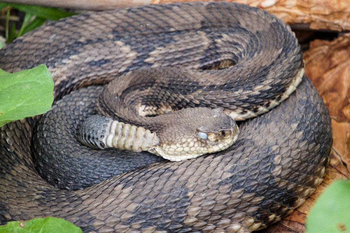 Outdoor Radio: In Search of the Endangered Timber Rattlesnake | Vermont ...