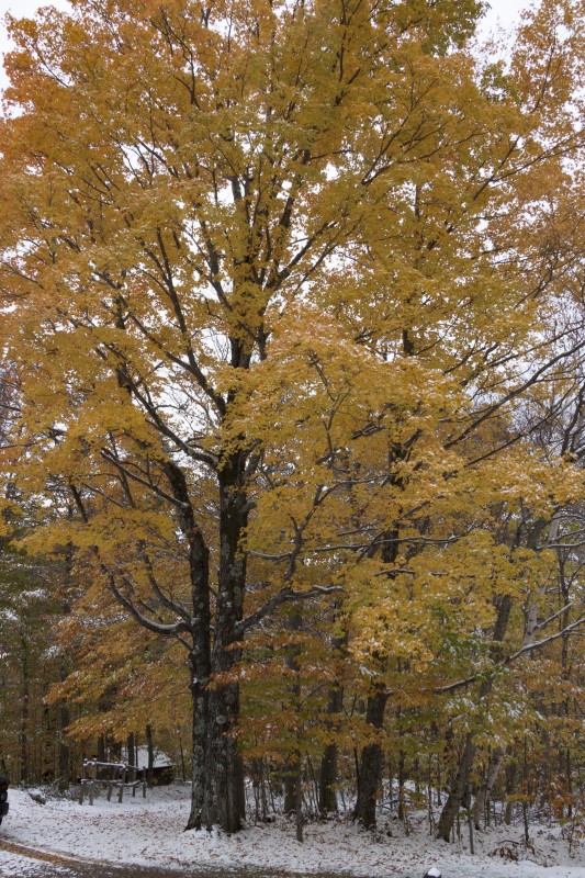 A Sugar Maple tree in Underhill State Park holds its golden leaves despite the autumn snow shower. / © K.P. McFarland