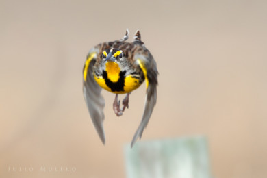 Eastern Meadowlark in flight. © Julio Mulero