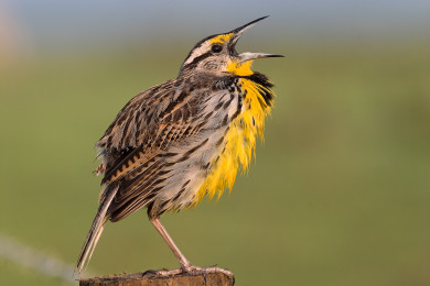 Eastern Meadowlark singing