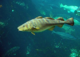 Warming waters contributed to the collapse of New England's cod fishery