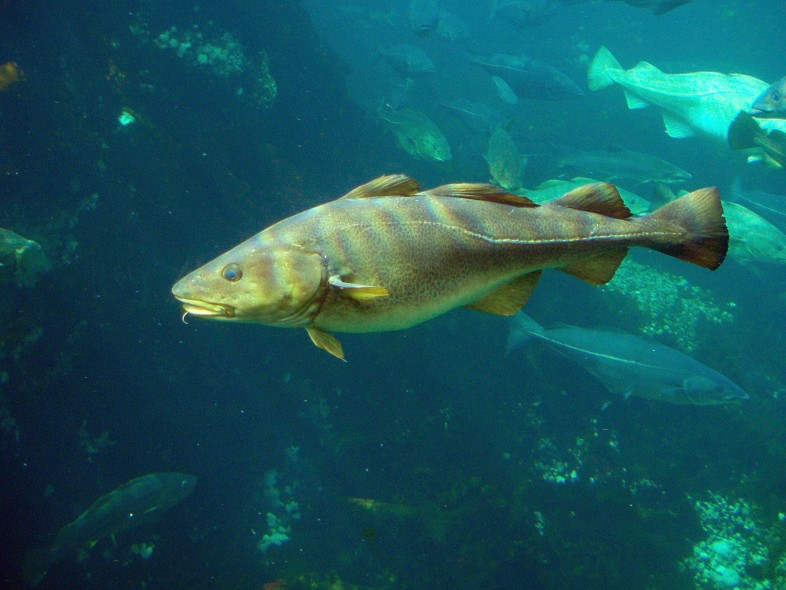 The once-healthy cod fishery off New England has been affected by ever-warmer waters. Wikimedia Commons/Hans-Petter Fjeld