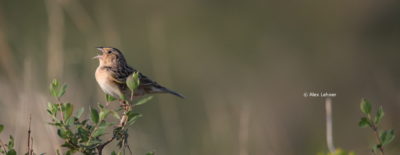 Male Grasshopper Sparrow singing