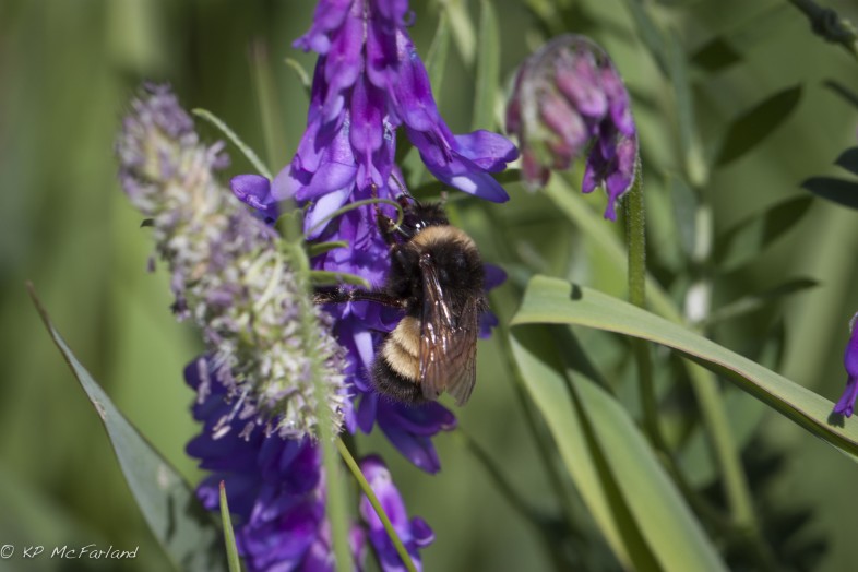 Vermont’s new Wildlife Action Plan lays the framework for conservation efforts necessary to restore populations of the threatened Yellow-banded Bumble Bee (Bombus terricola) and other species of conservation concern. / © K.P. McFarland