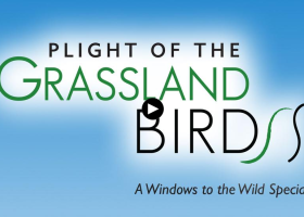 Watch Plight of the Grassland Birds