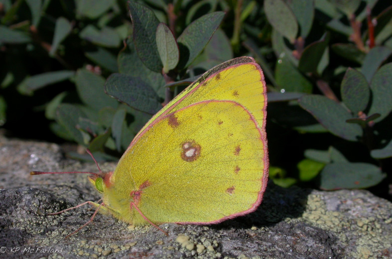 Clouded Sulphur (Colias philodice) takes a break in the high peaks of the Presidential Range, NH. / © K.P. McFarland