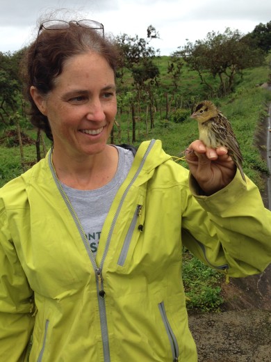 Catching Bobolinks in the Galapagos to determine the blood parasites it brings to the islands. 