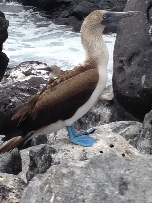 The Blue-footed Booby, an iconic Galapagos species.