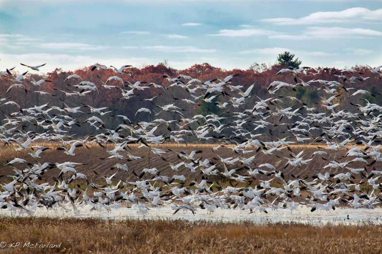 Snow Geese rise into the sky by the thousands as a Bald Eagle glides over the flock. / © K.P. McFarland