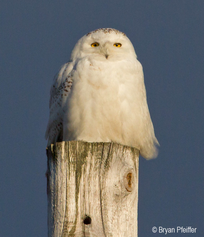 Snowy Owl in East Montpelier, Vermont, in April of 2014 / © Bryan Pfeiffer