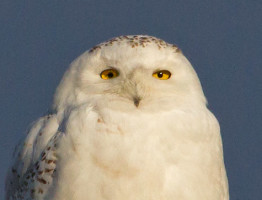 The Season's First Snowy Owls