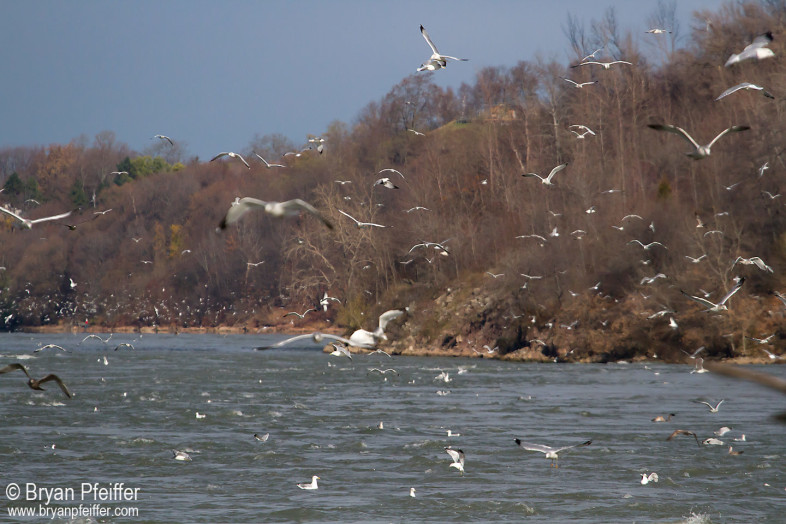 Gulls forever on the Niagara River / © Bryan Pfeiffer