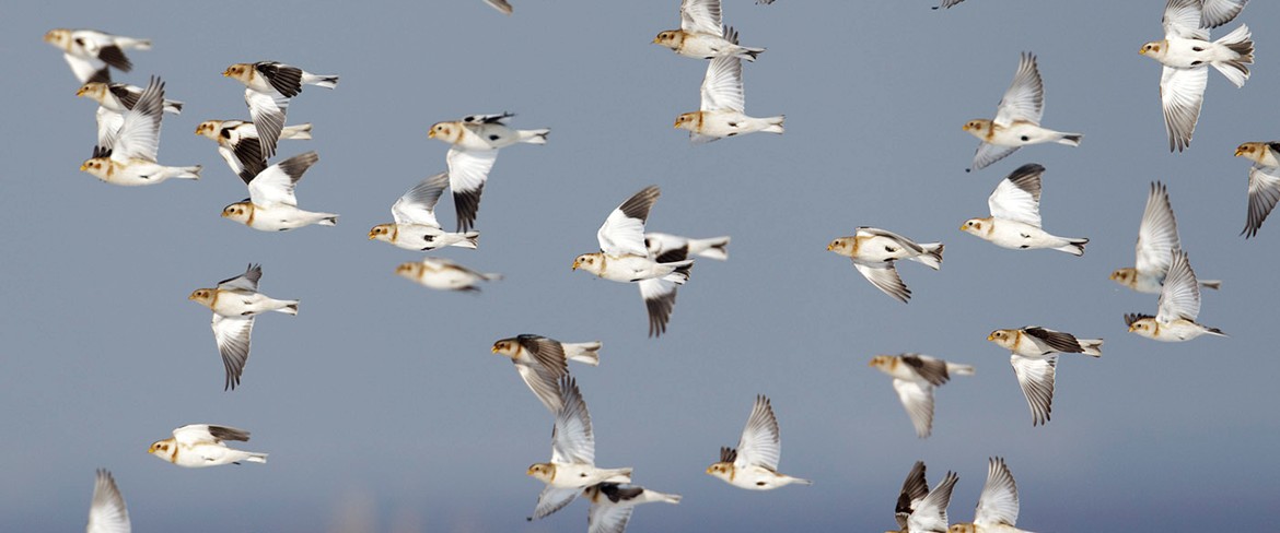 The Migratory Bird Treaty Act and bird conservation | Vermont Center