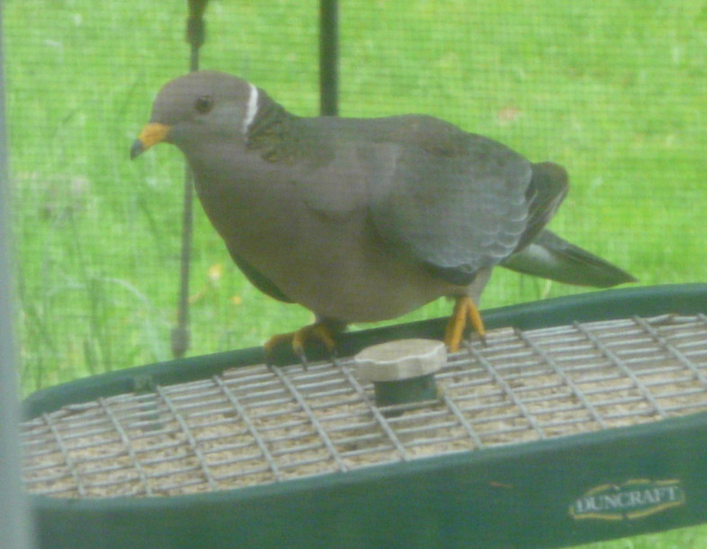 Band-tailed Pigeon visits a Vermont feeder. /© Maeve Kim