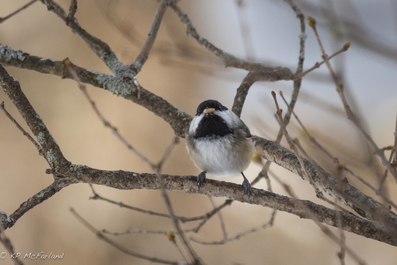 Black-capped Chickadee (Poecile atricapillus) carrying a seed. /© K.P. McFarland