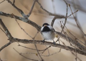 Outdoor Radio: Being a Bird Brain May Not Be Bad