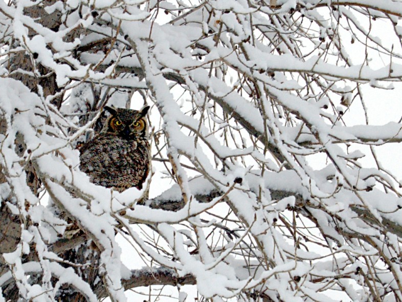 Great Horned Owl in winter. / © Kyle Wasinger