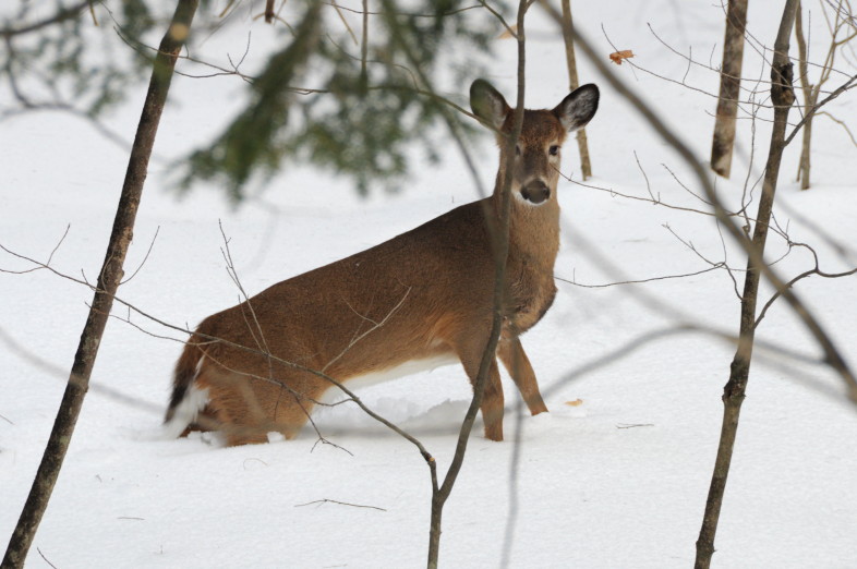 White-tailed Deer wading through deep snow. / © Putneypics