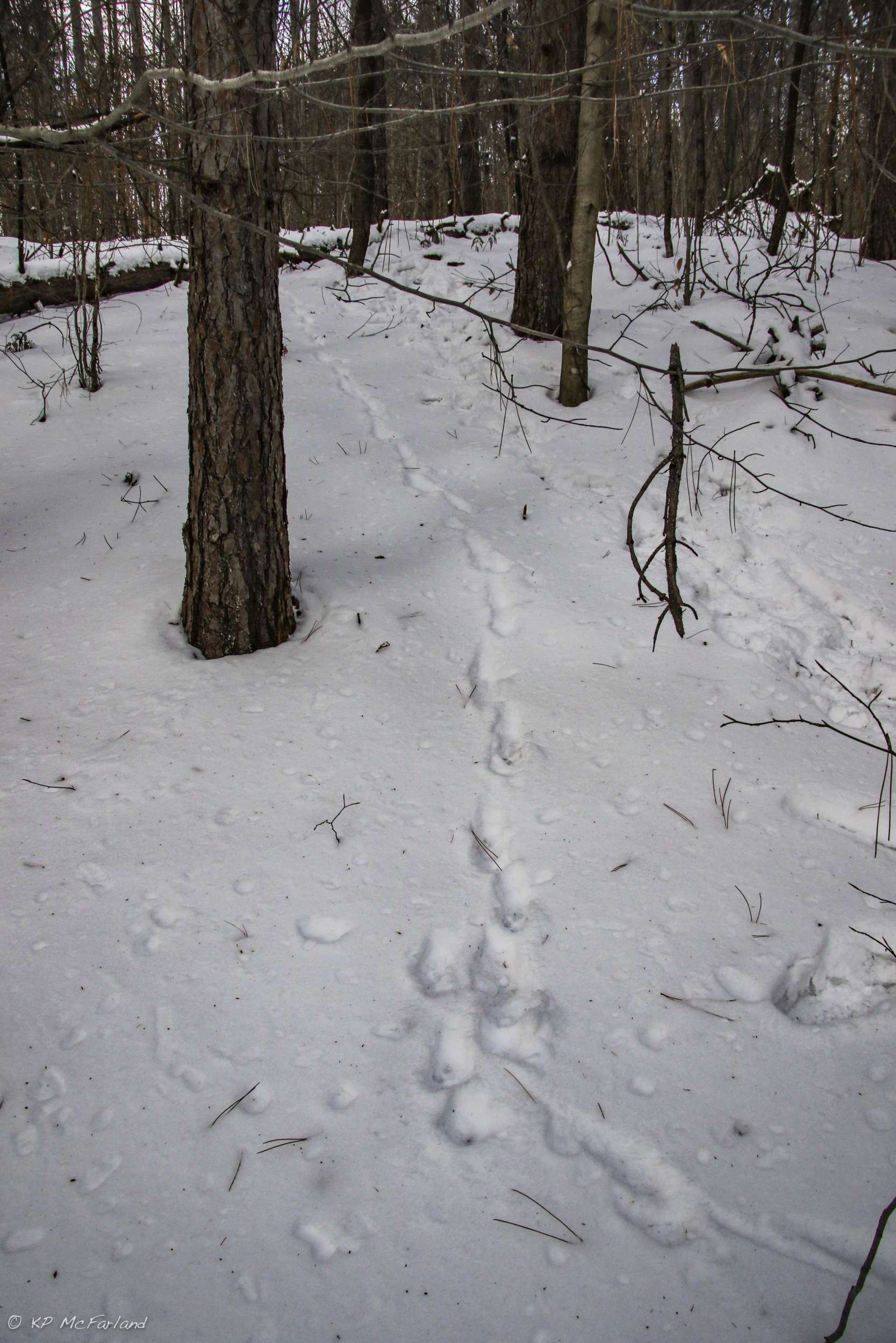 What Does A Fisher Cat Tracks Look Like