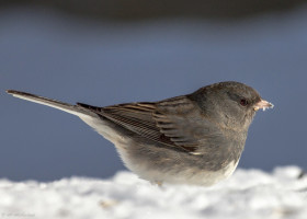 Juncos Flock in Large Numbers with Late Winter Storm