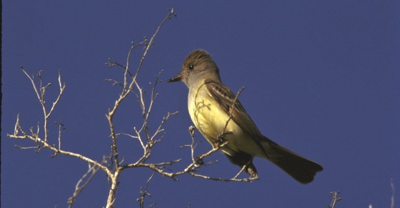 great-crested flycatcher_crop2_SDF