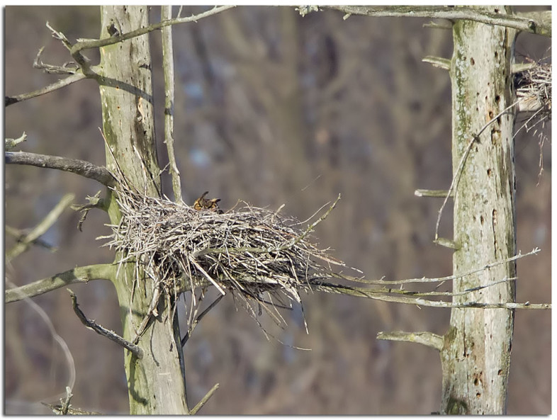 Great Horned Owl nesting on an old heron nest. / photo by nebirdsplus