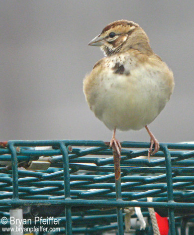 lark-sparrow-trap