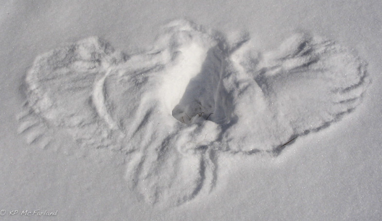 An owl print in the snow. Look for these in a field near you! / © K.P. McFarland