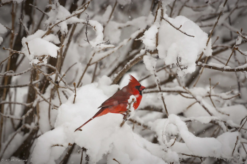 Male Northern Cardinal in a March snowstorm. /© K.P. McFarland
