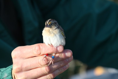 Banded Grasshopper Sparrow