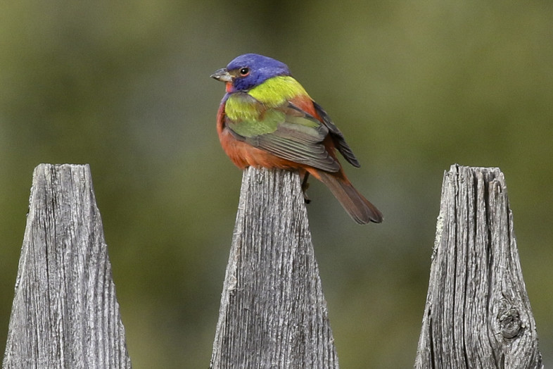 A male Painted Bunting photographed near a bird feeder in Pittsfield, Vermont. / © K.P. McFarland