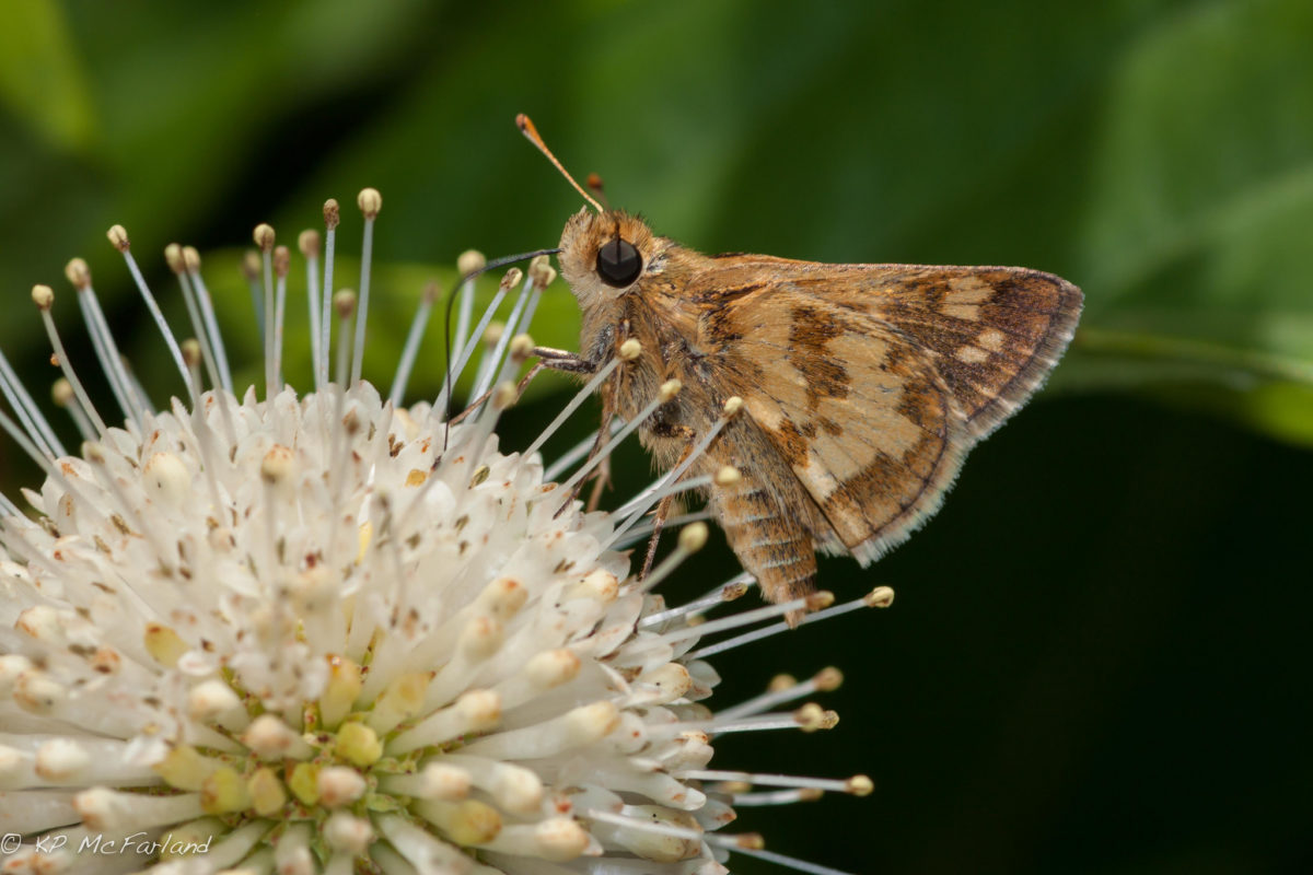 Vermont Butterfly Big Year Takes Flight Vermont Center for Ecostudies