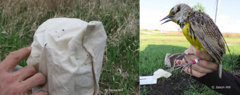 An Eastern Meadowlark's claws (talons?) pierce the cotton bird bag (left). Jason Hill prepares to release this bird after attaching a GPS tag (right) at Konza Prairie, Kansas. © Jason Hill