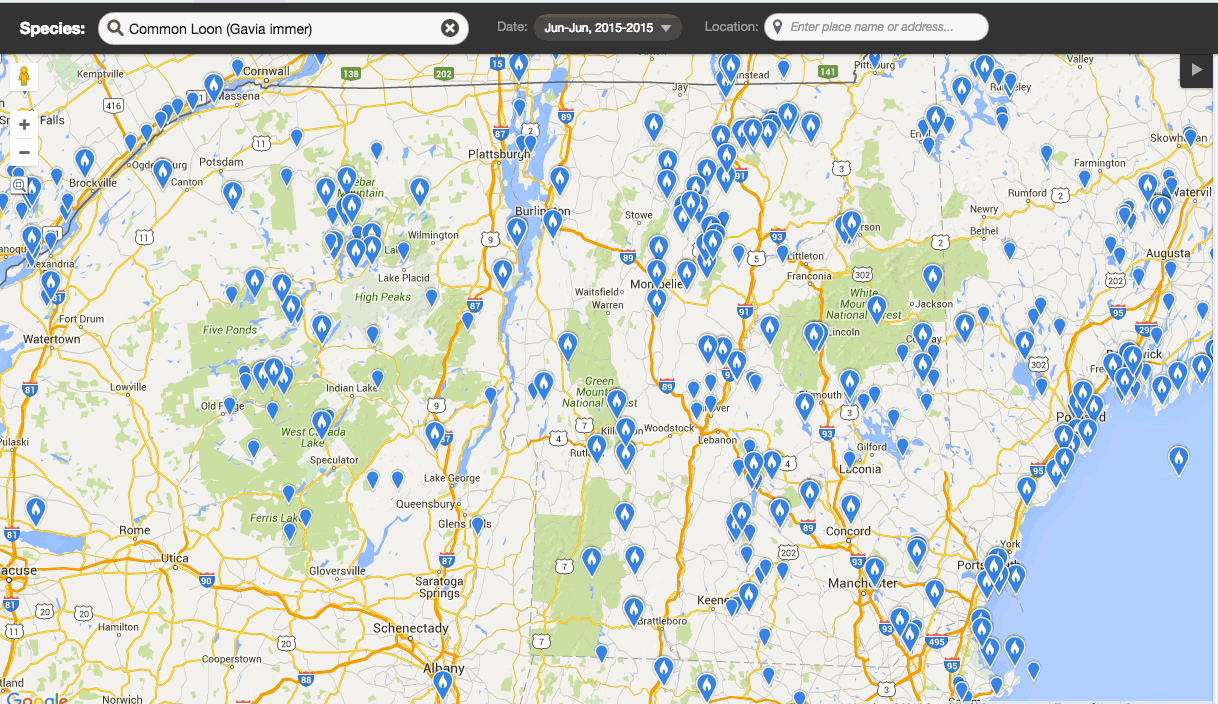 Common Loons return to their breeding sites in April. Vermont birders help track loons by adding their sightings to Vermont eBird. This animated map shows loons sightings reported to Vermont eBird from June 2015 until mid-April 2016. Help us track loons by adding your sightings. 