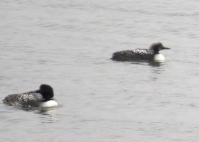 Pacific Loon Spotted on Lake Dunmore