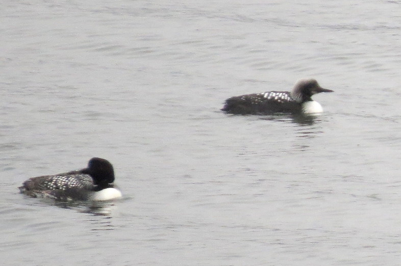 Pacific Loon on Lake Dunmore next to a Common Loon. Photo by Mike Korkuc