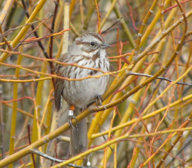Color-banded Song Sparrow