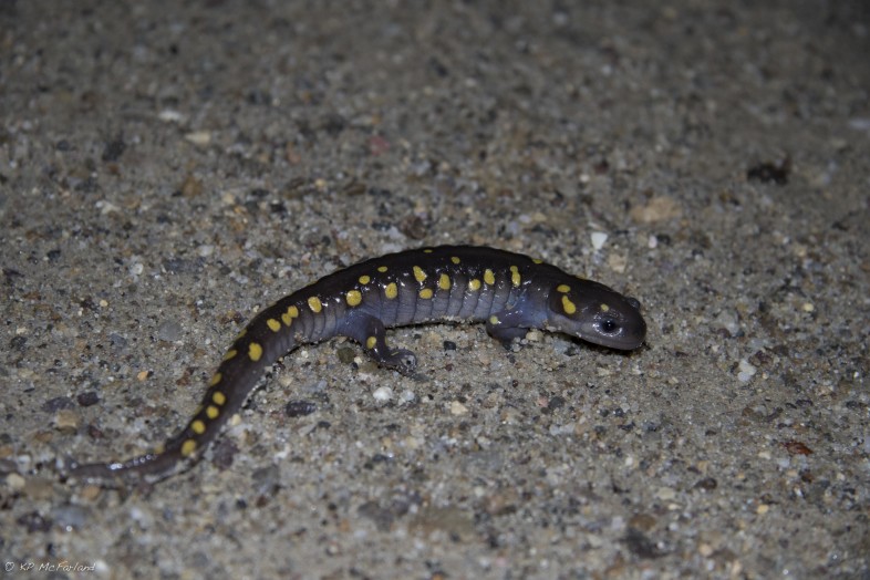Spotted Salamander crossing the road. / © K.P. McFarland