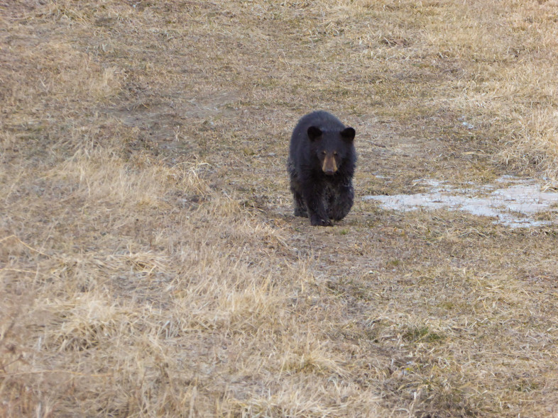 An early rising Black Bear found by Kyle Jones.