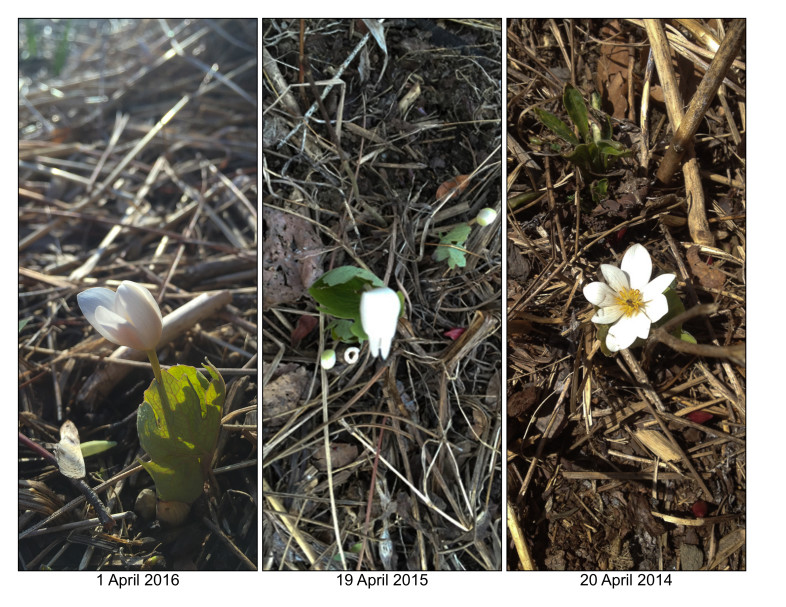 The same Bloodroot plant monitored for three years flowered nearly three weeks earlier this year. / K.P. McFarland