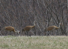 Sandhill Cranes Make Surprise Visit to Windsor County