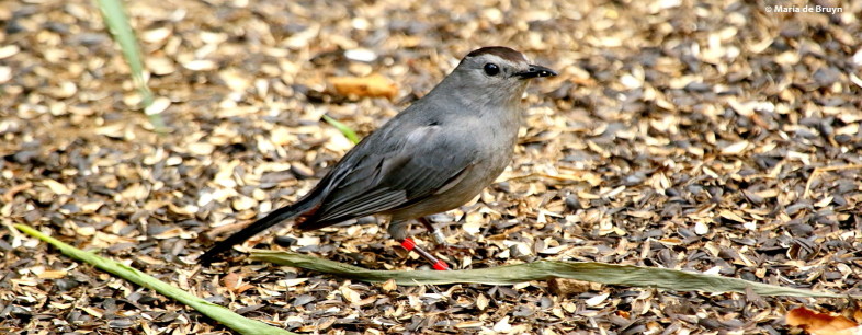 Banded Gray Catbird