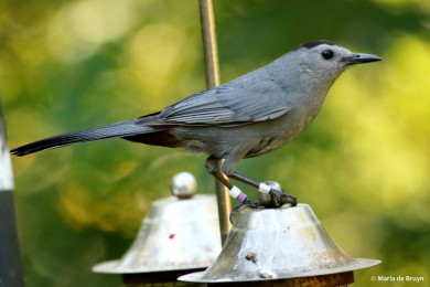 A color-banded Gray Catbird.