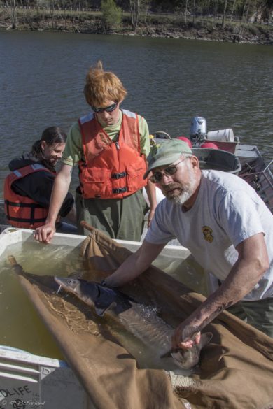 Chet MacKenzie carefully moves the Lake Sturgeon from the boat to a large tank on land. © K.P. McFarland