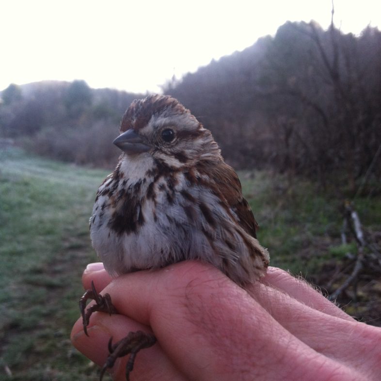 A male Song Sparrow (Melospiza melodia) captured and color-banded at Union Village Dam Recreation Area, Thetford, Vermont.