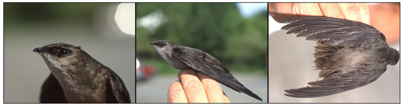 A closeup view of a Chimney Swift about to be released after placing a bird band on its leg for identification. / © K.P. McFarland