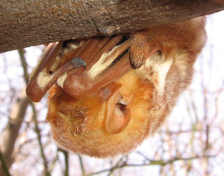 Eastern Red Bat roosting while on migration. / © Anita Gould