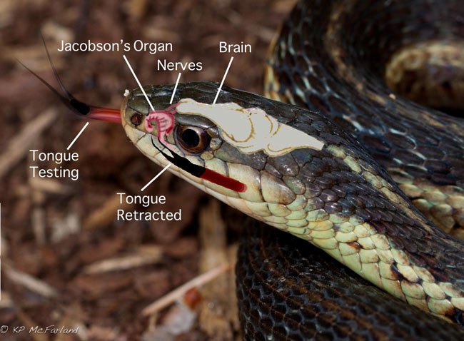 Schematic of a the olfactory organs used by an Eastern Garter Snake. / © K.P. McFarland