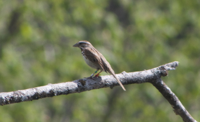Jenn Megyesi's photo of this color-banded Song Sparrow accompanied her May 28th eBird checklist.